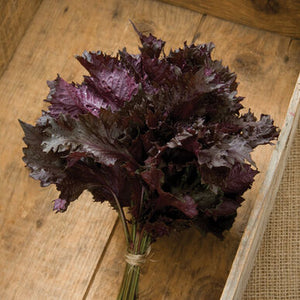 Shiso Red