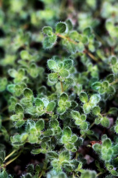 Wooly Thyme