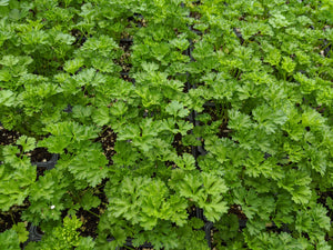 Curly Parsley