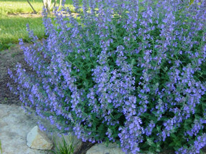 Catmint - Nepeta Walkers Low