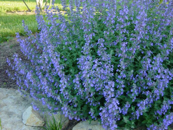 Catmint - Nepeta Walkers Low