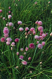 Chives Chives