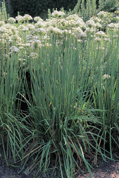 Chives Garlic Chives