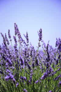 Lavender-Lavender-6"