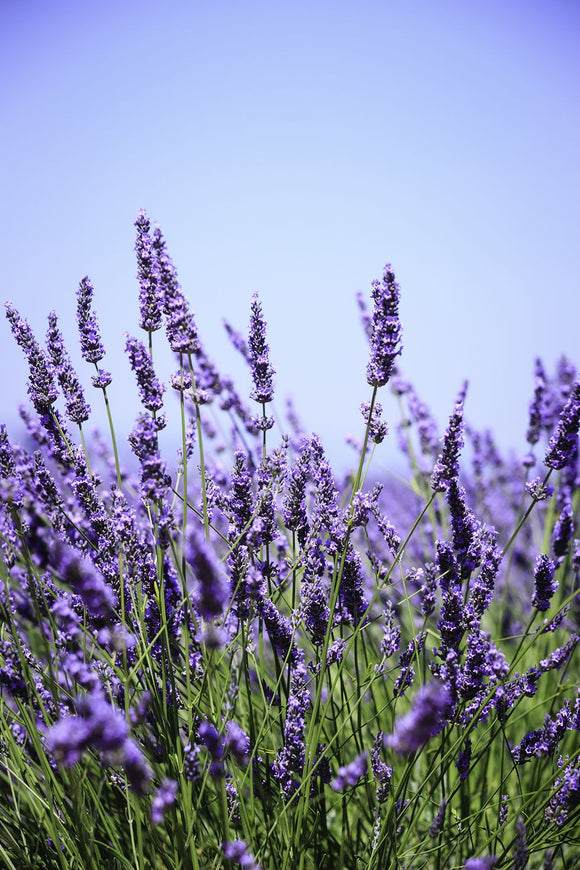 Lavender-Lavender