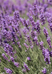 Lavender-French