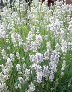 Lavender-Edelweiss - White