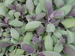 Sage Purple
